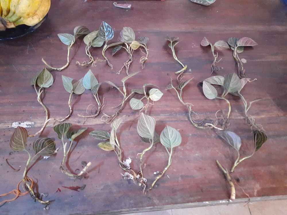 Aglonema Rotundum Aceh Bibit2-3daun Baby Minim Order 5plant