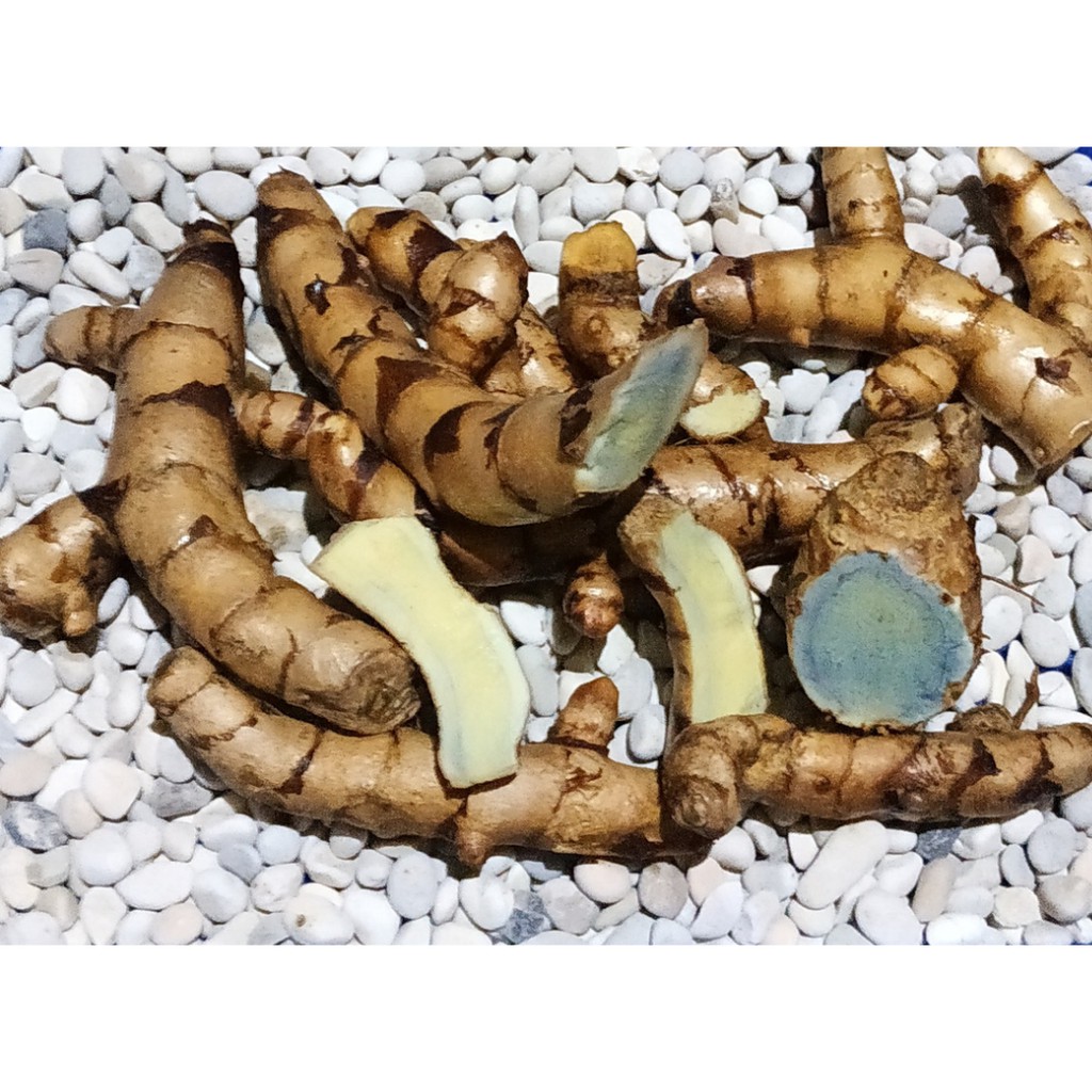 

Temu Hitam Segar Alami 500gr Temu Ireng/Curcuma Aeruginosa