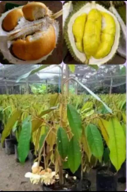 Bibit durian musangking okulasi kualitas super