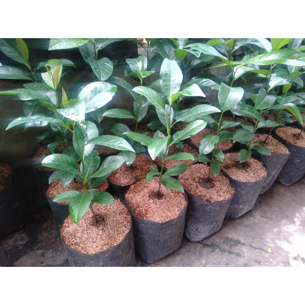 bibit blacksapote sawo hitam