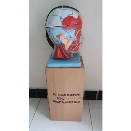 

Model Kepala Otak