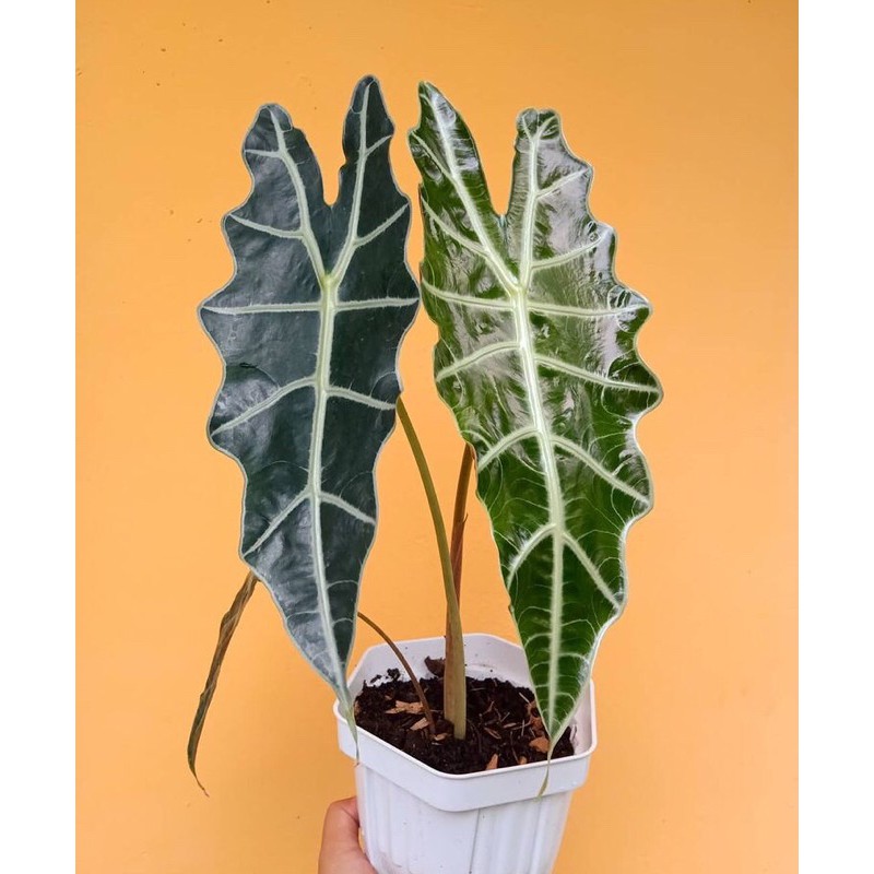 

caladi amazone alocasiaamzonica