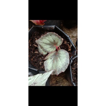 begonia Rex silver