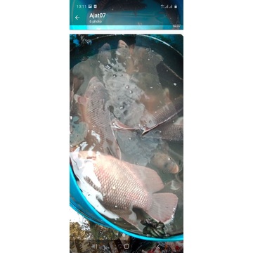 

ikan gurame hidup segar/1kg