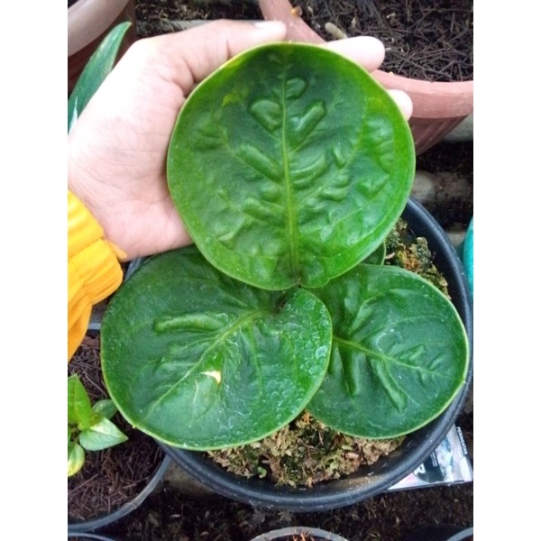 jemani mangkok grandpa