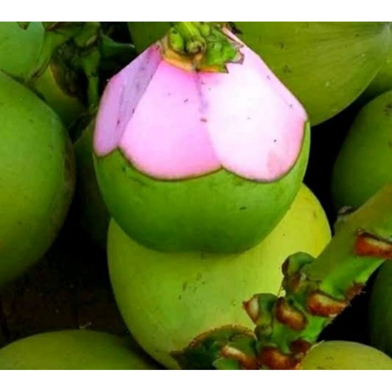 

kelapa wulung / kelapa ijo