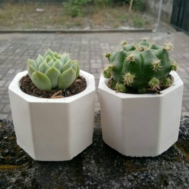 Pot kaktus sukulen mini| pot concrete | pot semen | pot sukulen mini | pot kaktus mini