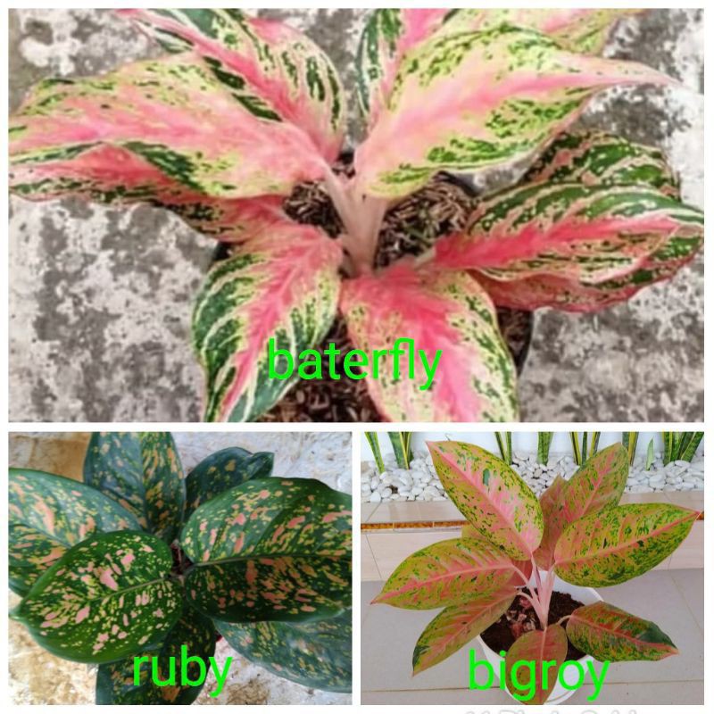 paket 3 Jenis anakan aglonema