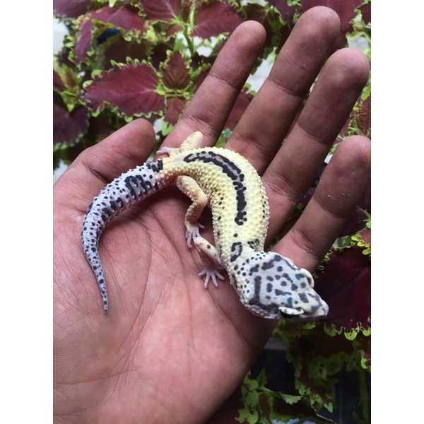 gecko leopard macksnow lf reverse stripe