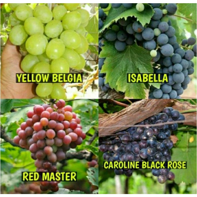 Bibit Anggur Satu Paket Berisi 4 Bibit Anggur (4 Jenis Anggur Genjah Mudah Berbuah)