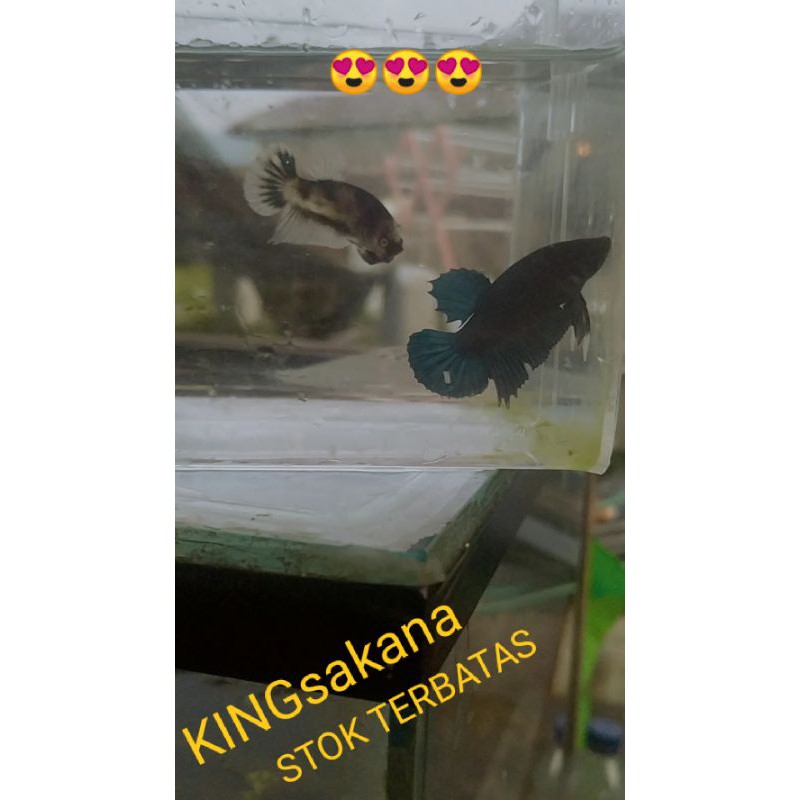 IKAN CUPANG BAHANAN AVATAR BBL ASLI