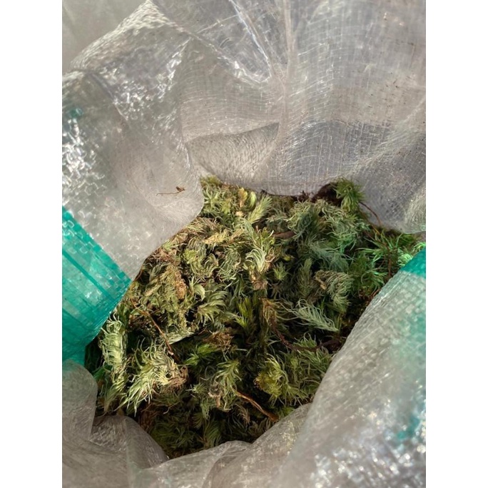 Media Tanam Lumut Karung Zafiaynan