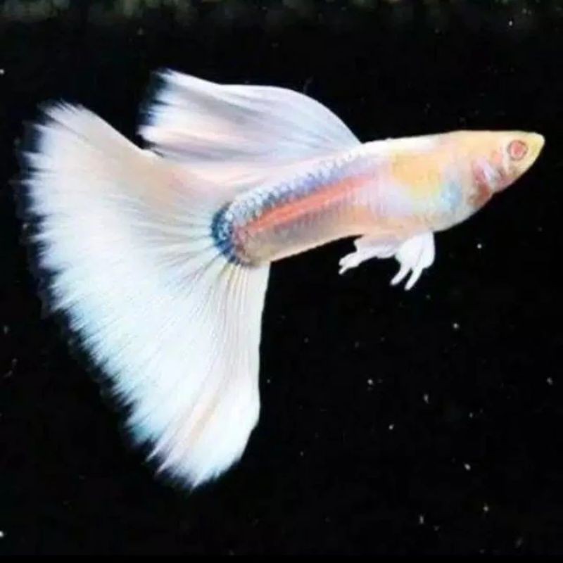 IKAN GUPPY ALBINO FULL PLATINUM AFP