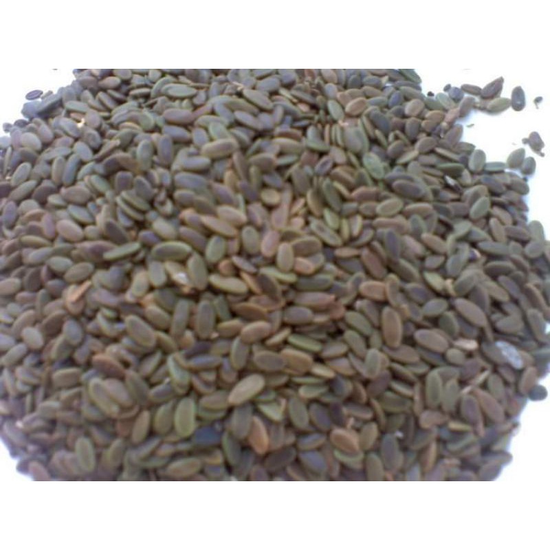 

biji sengon merah