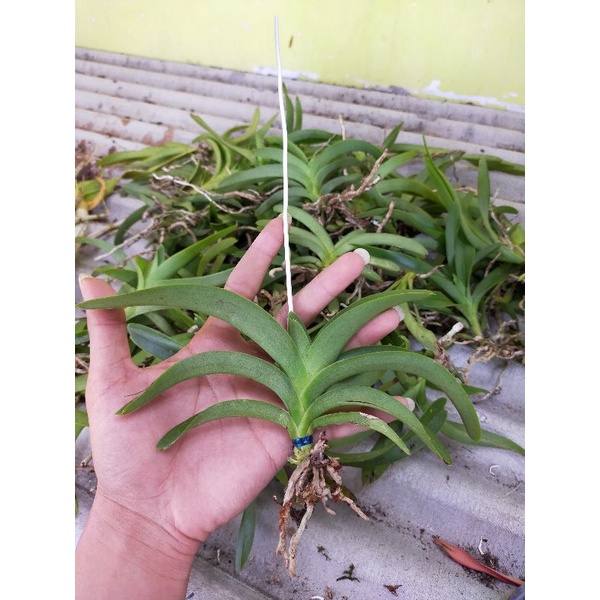 Vanda Foetida remaja awal