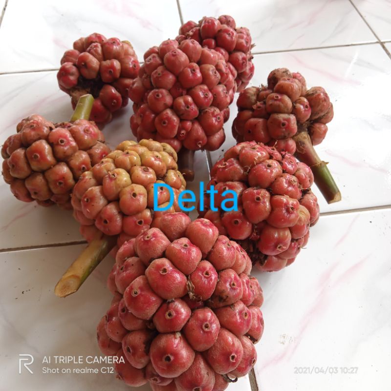 

BUAH HONJE MERAH SEGAR LANGSUNG PETIK 1kg