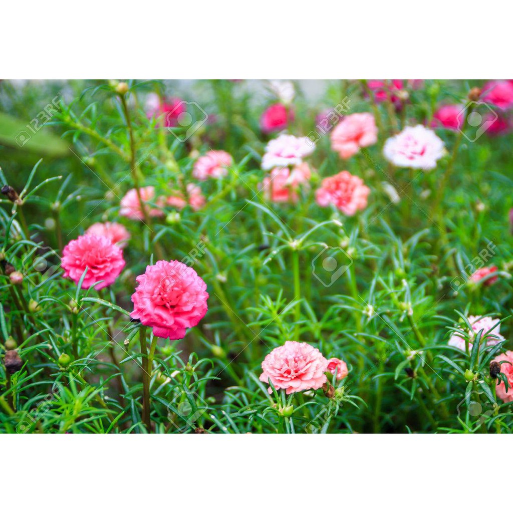 Benih-Bibit Bunga Moss Rose Double Mix (Haira Seed)