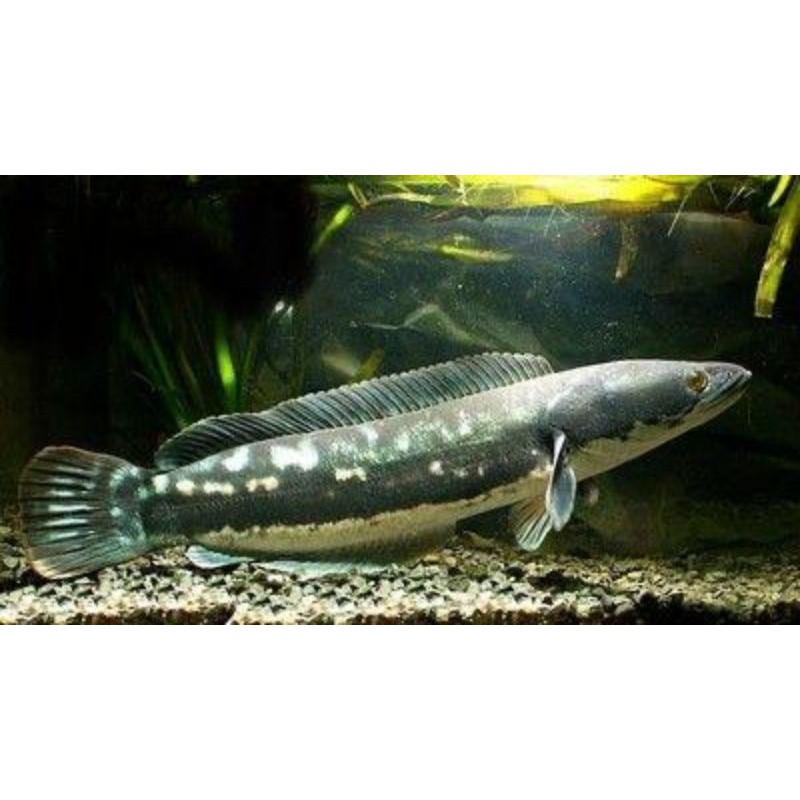 Ikan Hias Gabus Toman, Channa Giant Snakehead