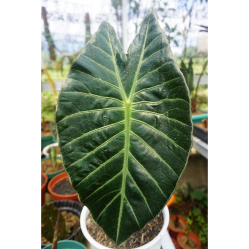 Paket Kiloan Umbi/Bonggol Alocasia Suhirmaniana
