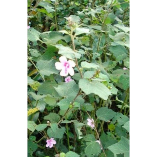 

Daun pungpurutan/purutan fres 500grm