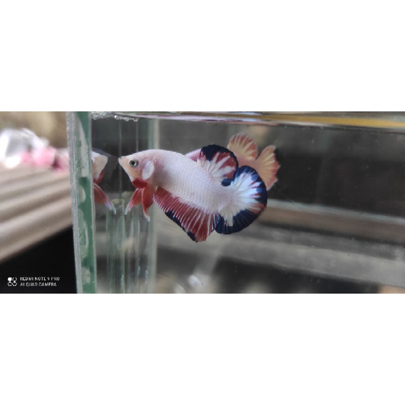Cupang blue rim flamingo size M