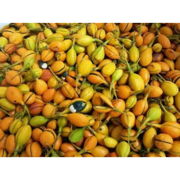 Gprs Benih Biji Gaharu 30 Buah