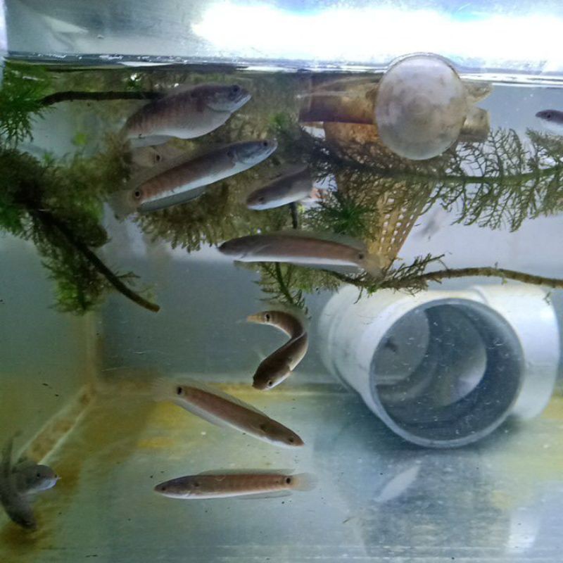 ikan channa asiatica rsws 6-7cm