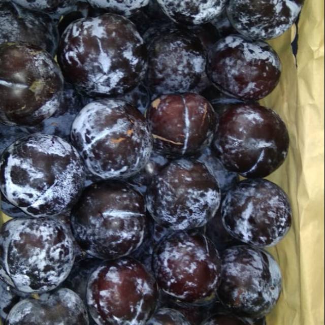

Plum segar 500gr