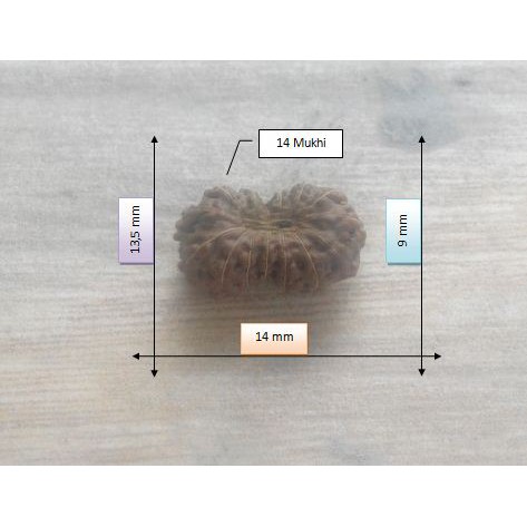 Jenitri Mukhi 14 D15.4x9 (Rudraksha Genitri Gareng14.3)
