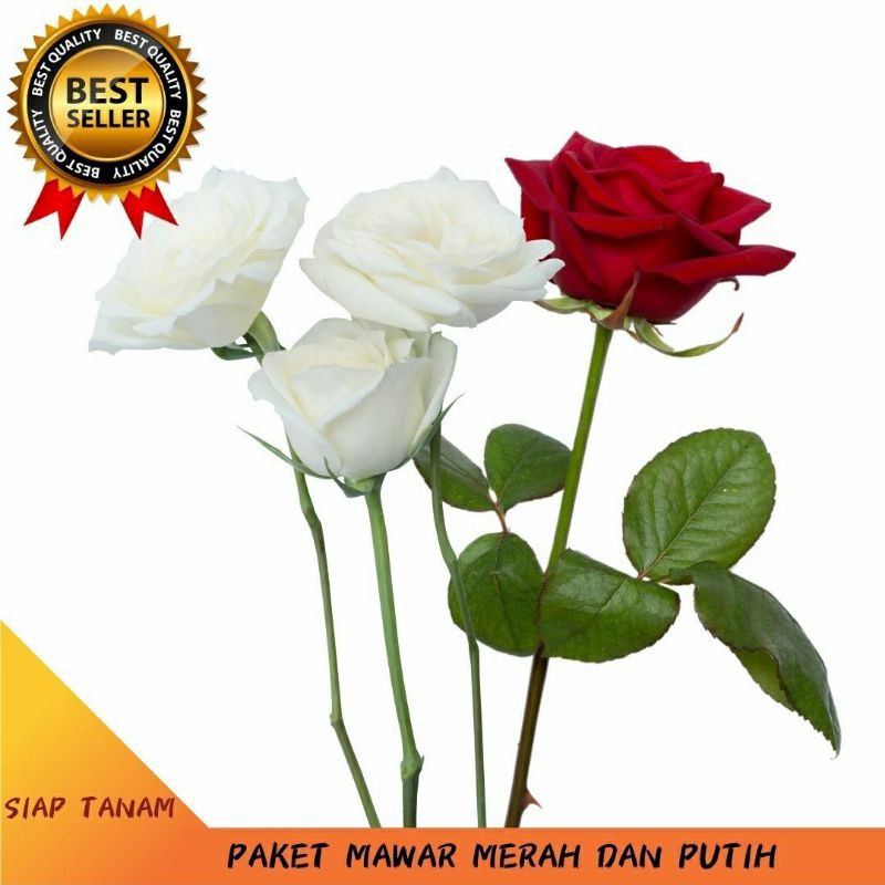

ichi - paket mawar merah dan putih siap Mekar Segar dan Harum