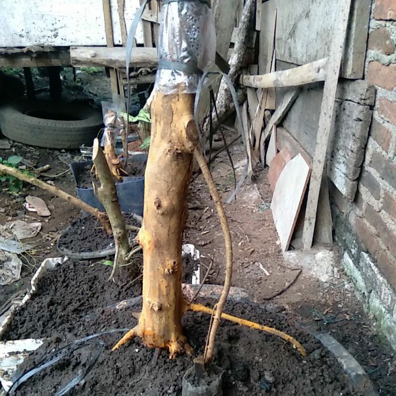 BAHAN BONSAI SISIR KALIAGE