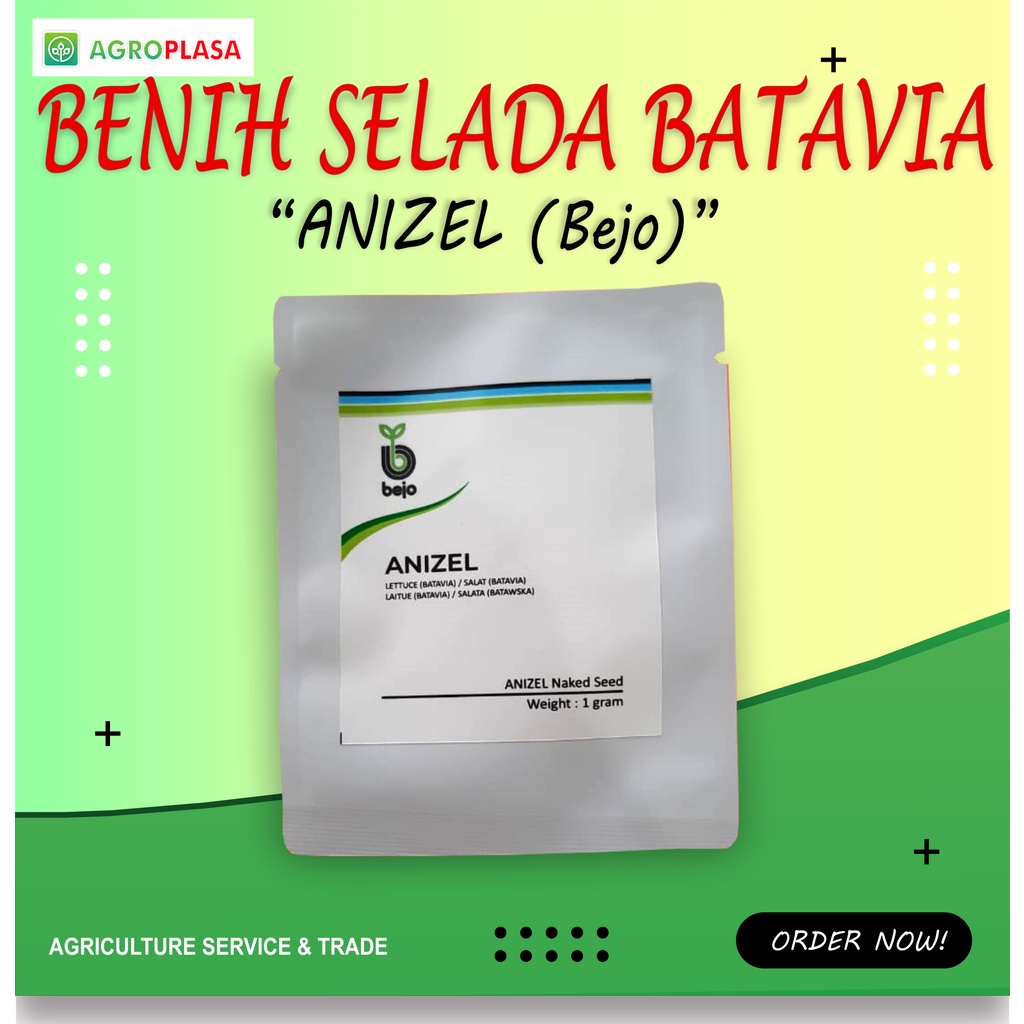 Benih Selada Batavia Bejo Anizel 1gr