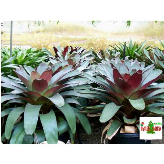  Tanaman  hias  bromelia giant Shopee Indonesia