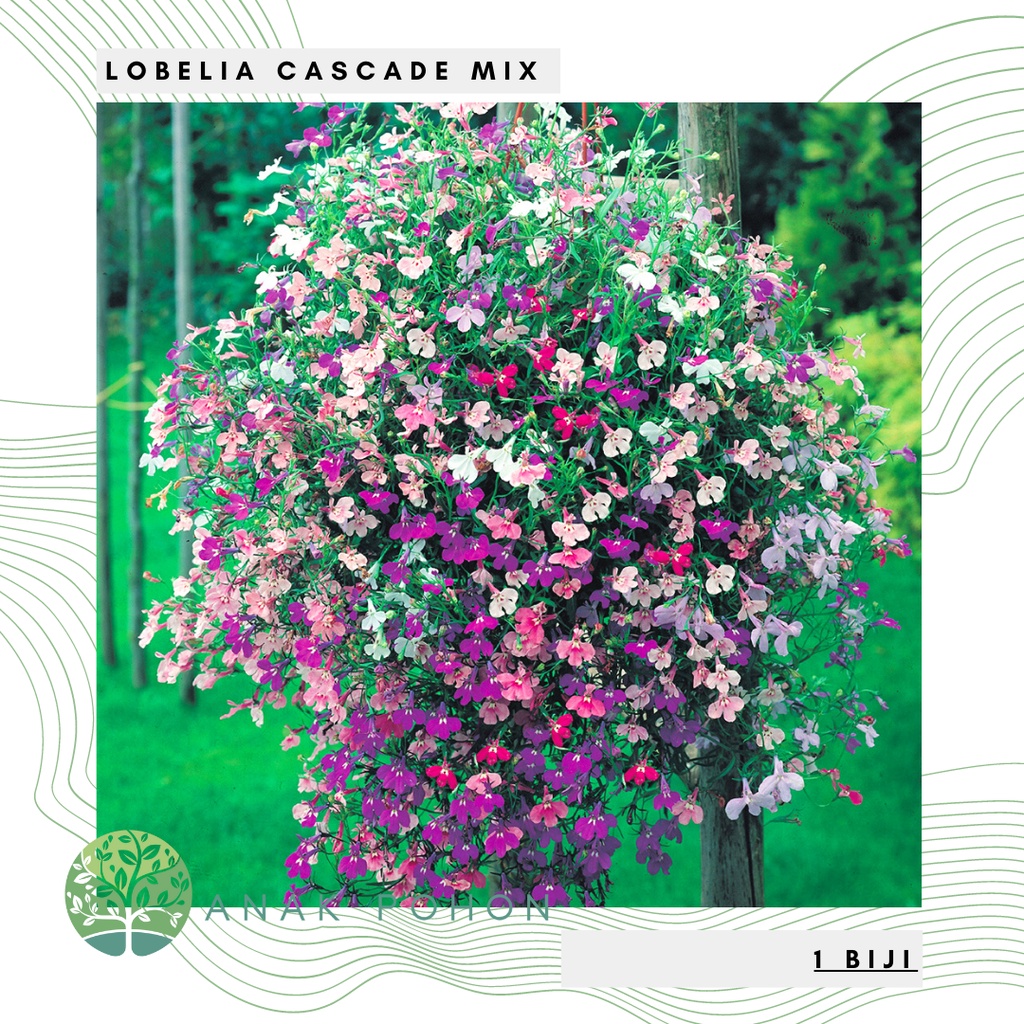 Benih Bibit Biji - Bunga Lobelia Cascade Mix Flower Seeds - IMPORT