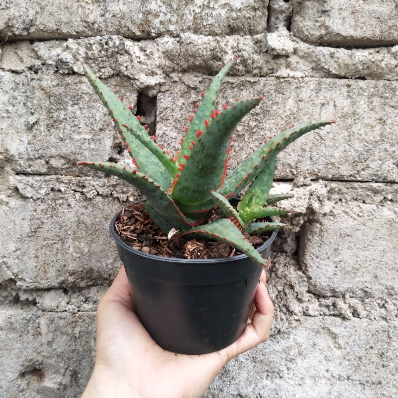 Aloe 1 | D 10cm