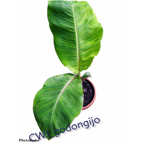 pisang varigata kuning