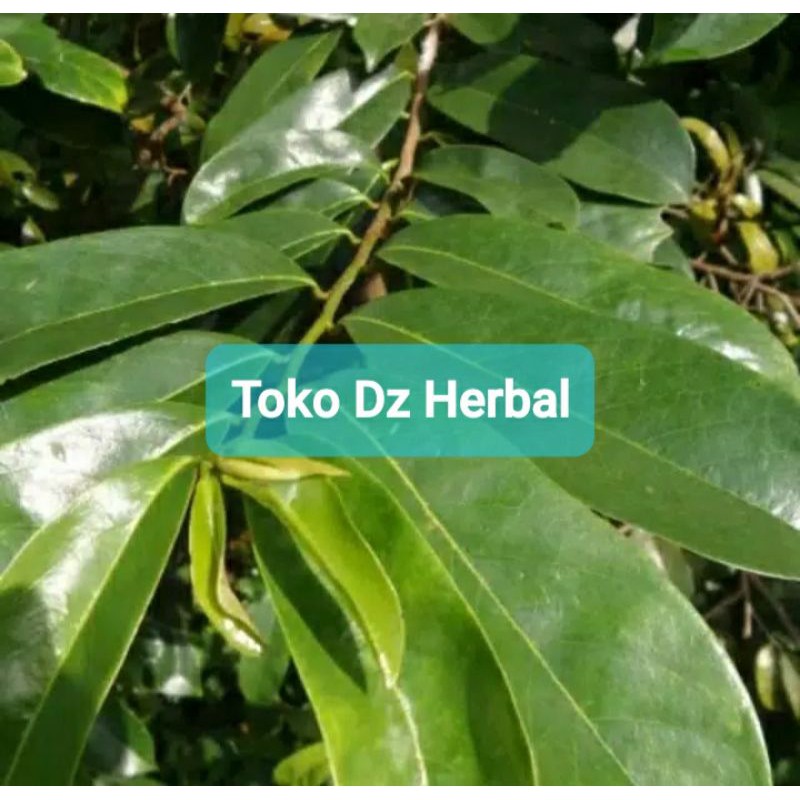 

Daun Sirsak Segar 500 gram petik langsung-az