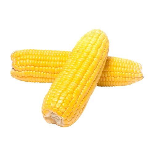 

Jagung manis besar