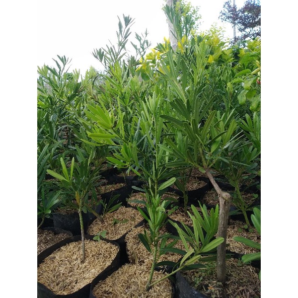 Tanaman lohansung kapsul (medium)