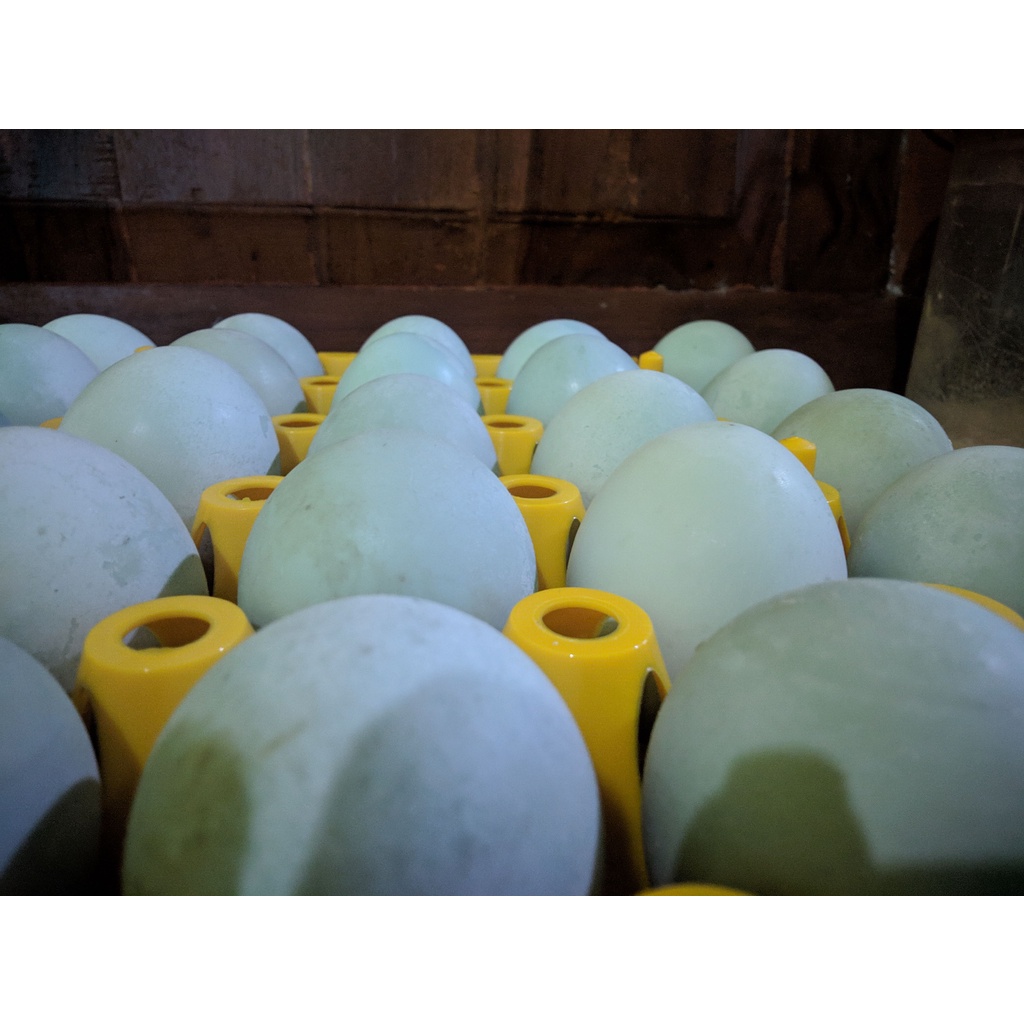 

Telur Asin Masir Hangat dari Peternak