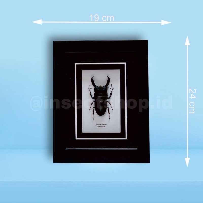 Bingkai Kumbang Dorcus Titanus