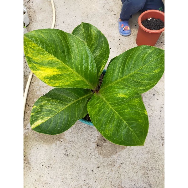 anthurium Jemani Mangkok varigata