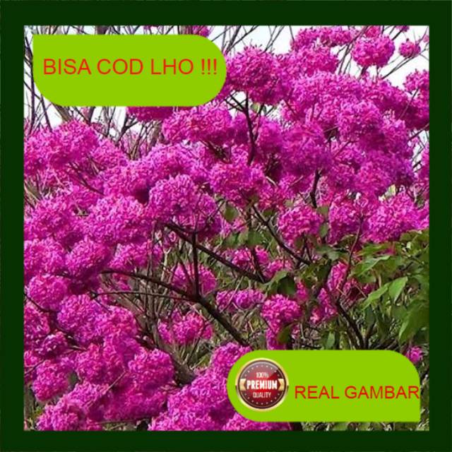 Bibit tabebuya merah