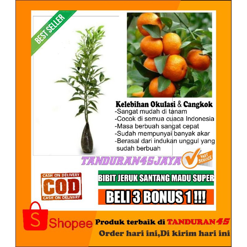 Bibit Jeruk Santang madu super