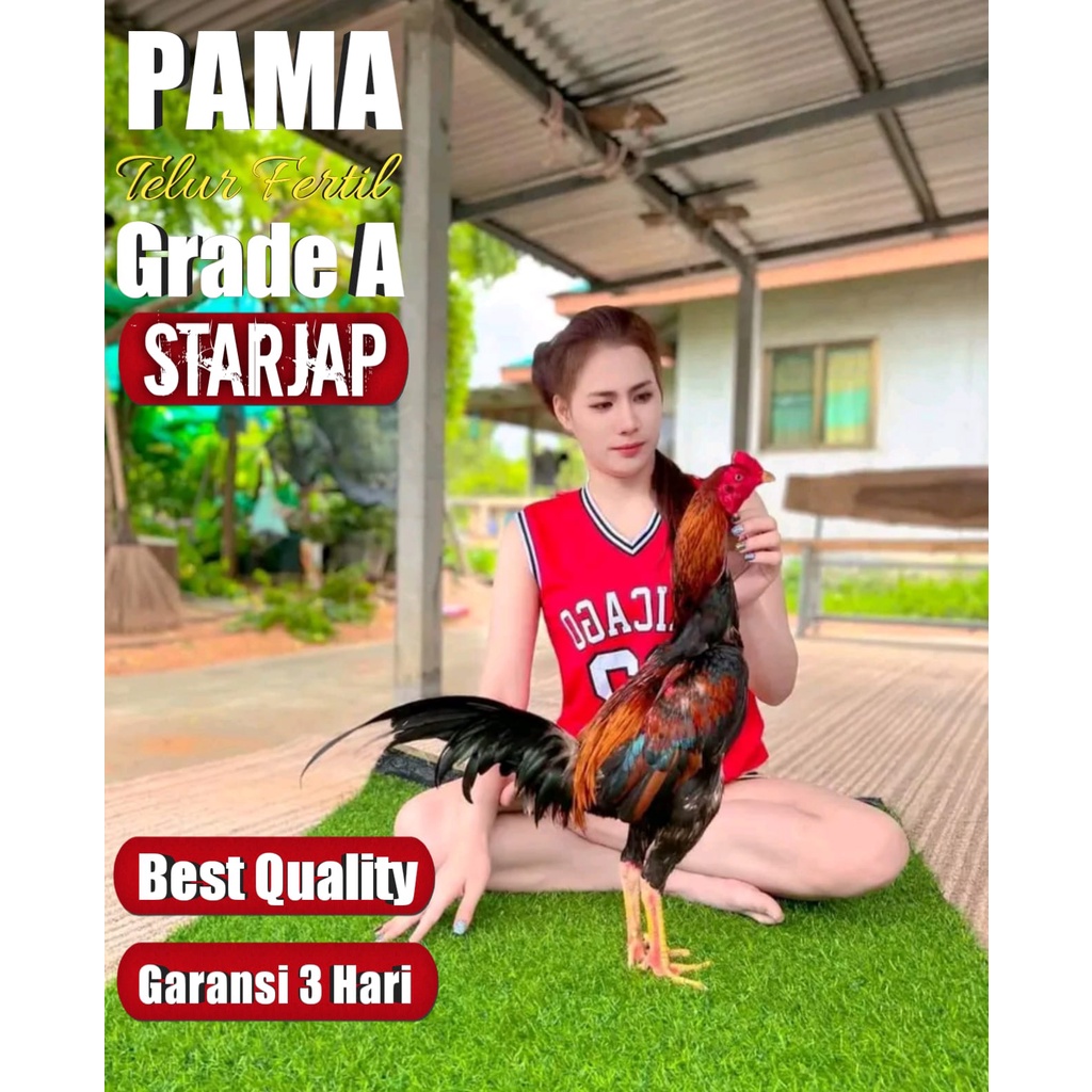 telur ayam bergansi 3 hari pama ori thailand