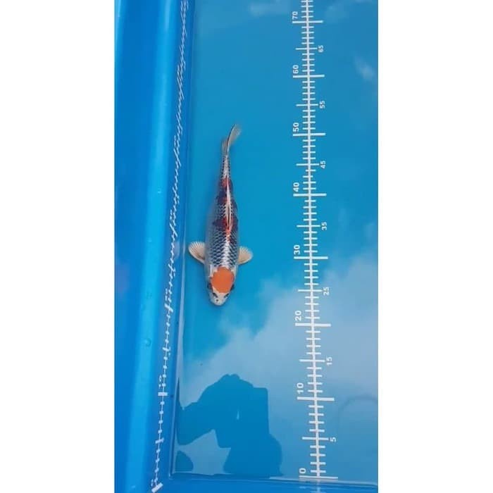 Sticker Stiker Bak Ukur Ikan Koi predator panjang 60 cm biru murah
