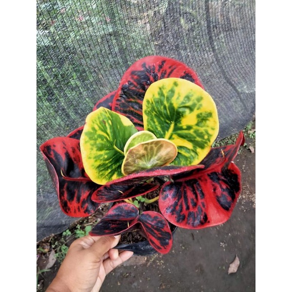 tanaman hias puring apel super red giant(SRG)