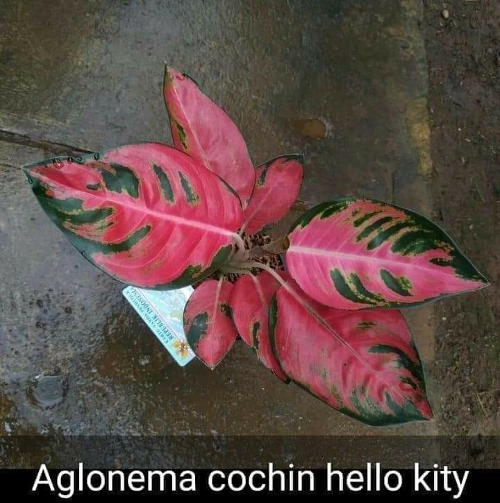 Batik Couple Keluarga Sania Ruffle Ori Ndoro Jowi Dnt Candi