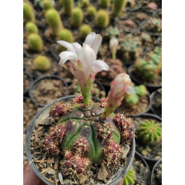 gymnocalycium damsi purple