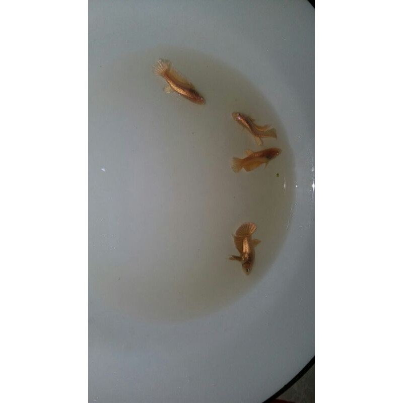 Ikan Cupang Plakat Gold 24 karat (1pair)